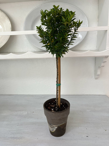 Live Euonymus Topiary in 4 inch pot