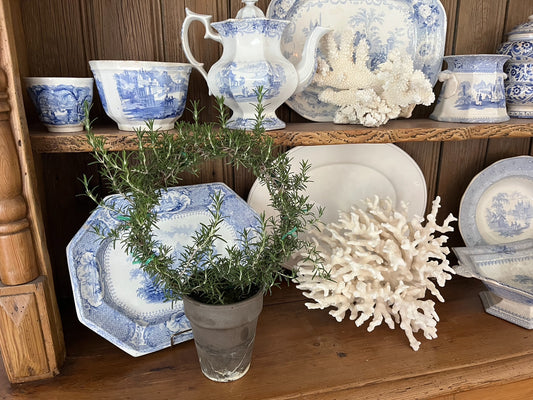 Live 8 inch Rosemary Ring in 5 inch pot