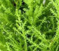Live Double Lemon Cypress Topiary in 5 Inch Pot
