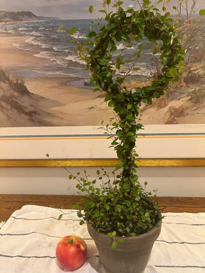 Live Woven Angel Vine "Lollipop" in 6 inch pot