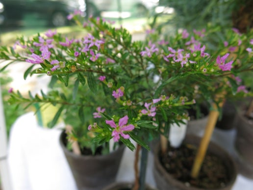 Live Purple Mexican Heather Topiary in 4 inch pot