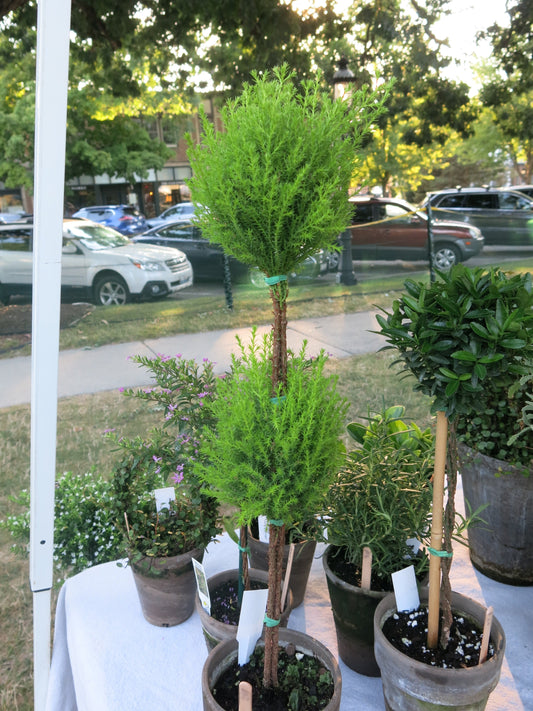 Live Double Lemon Cypress Topiary in 5 Inch Pot