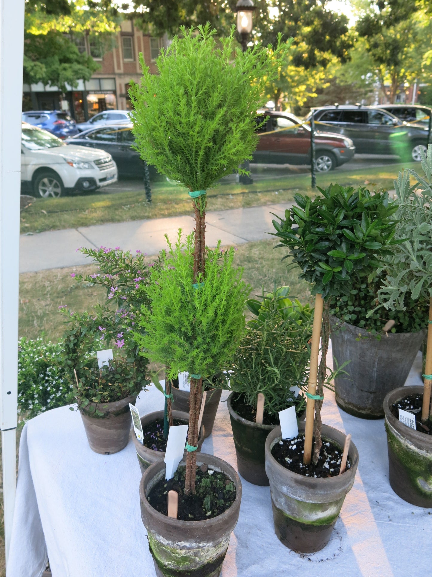 Live Double Lemon Cypress Topiary in 5 Inch Pot