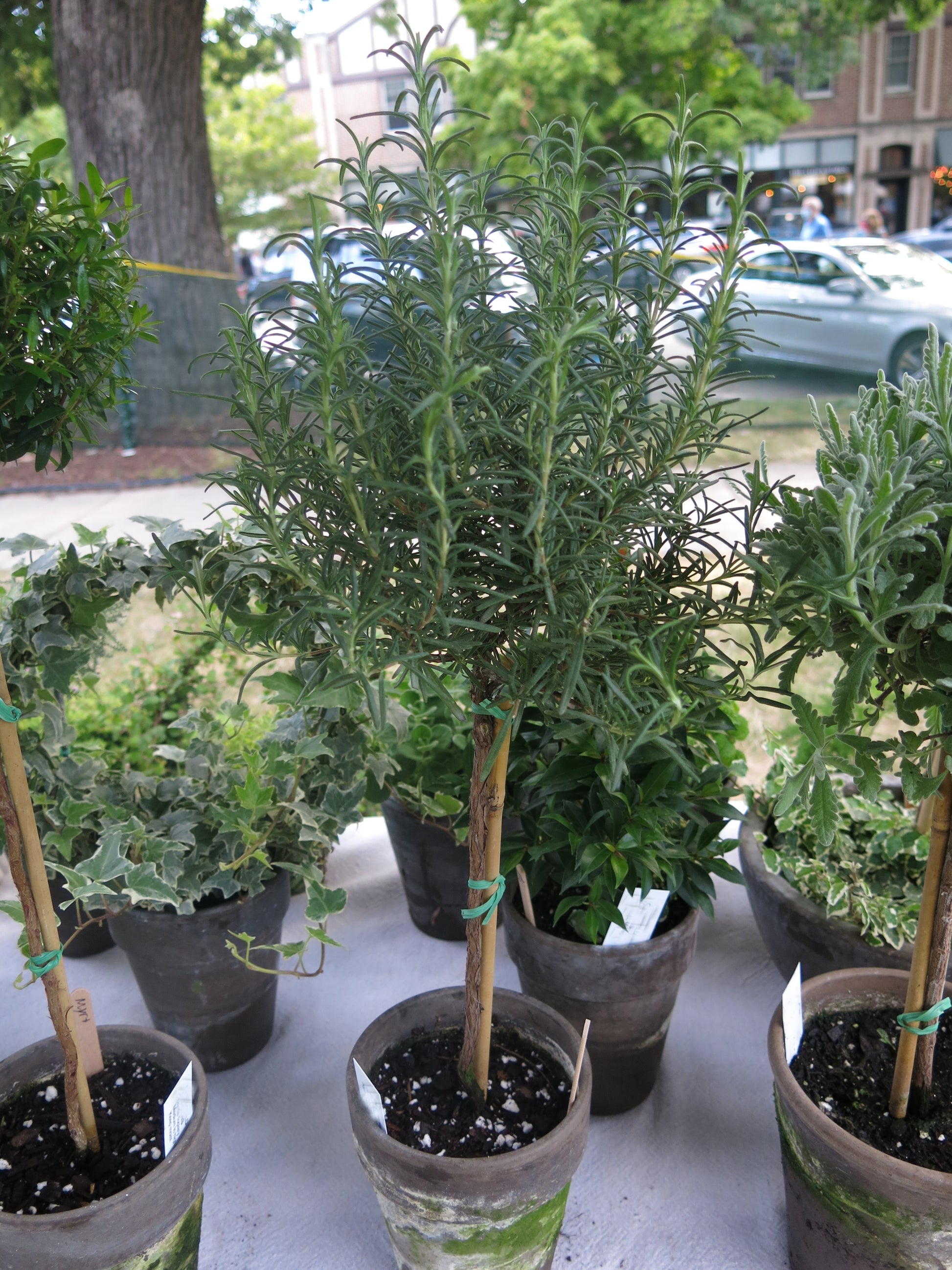 potted rosemary plants for sale Live Rosemary Topiary in 5 inch pot