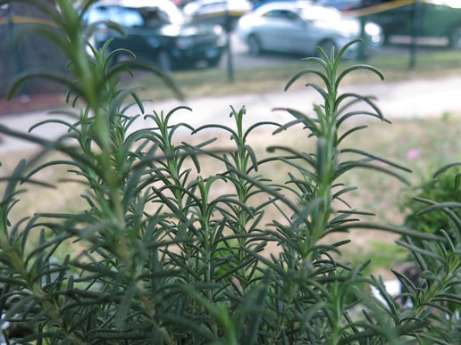 Live Rosemary Topiary in 4 inch pot