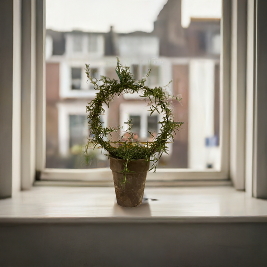 Live 8 inch Rosemary Ring in 5 inch pot