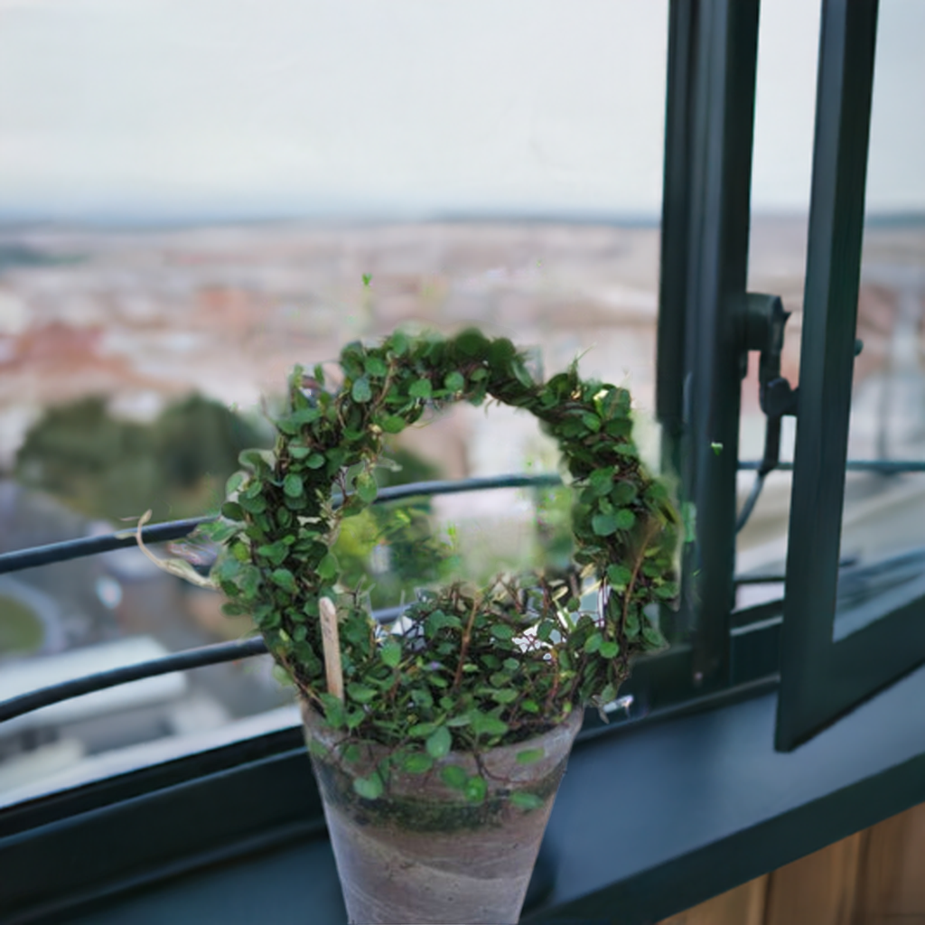 Live 5 inch woven Angel Vine Ring in 4 inch pot