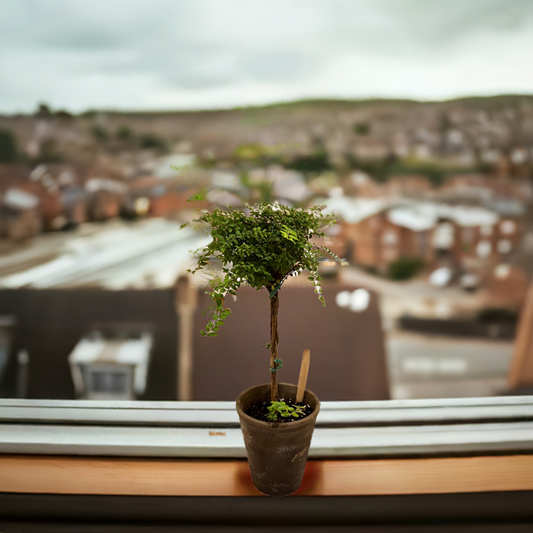 Live Boxwood Honeysuckle Topiary in 4 inch pot