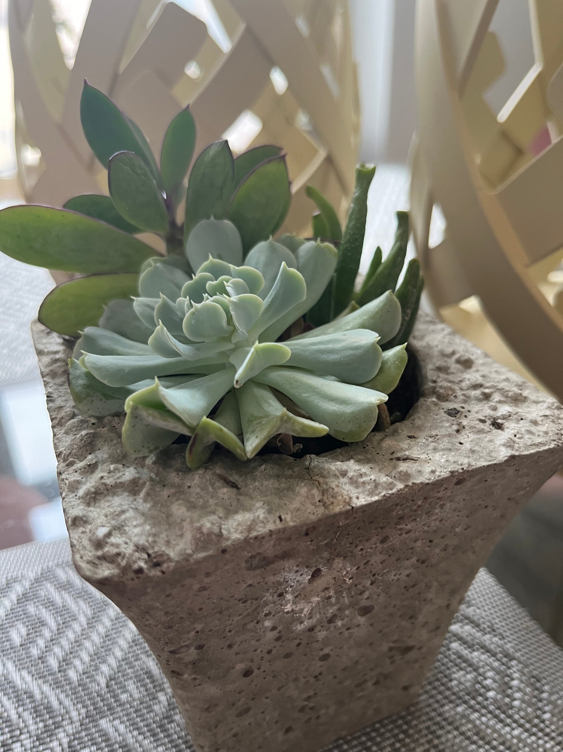 succulent vase arrangements Succulent Arrangement In 4" Litestone Vase – Sunrise Topiaries