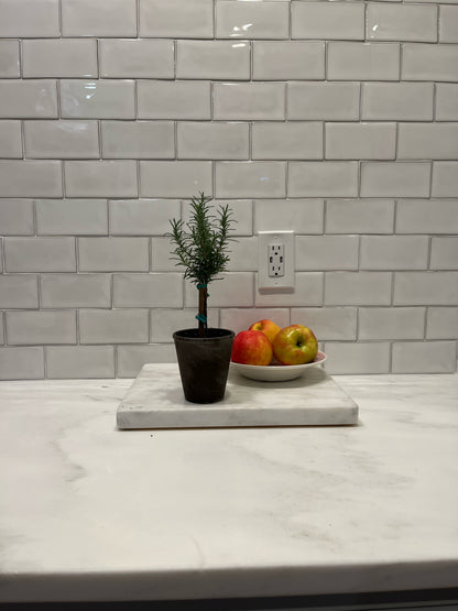 Live Rosemary Topiary in 4 inch pot