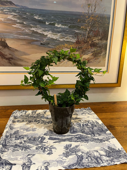 English Ivy Ring in 5 inch pot