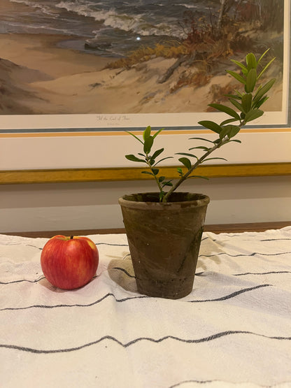 Live Arbequina Olive Tree in 4 Inch Pot